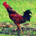 Ternak Ayam Kampung Rumahan