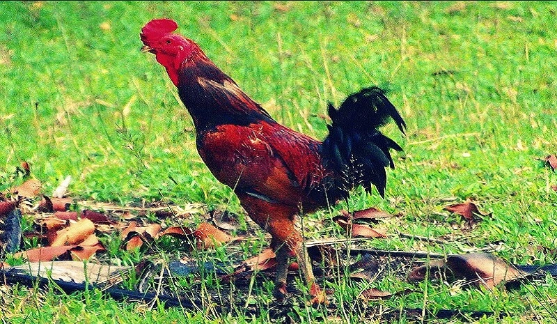 Ternak Ayam Kampung Rumahan