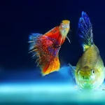 Ternak Ikan Hias yang Menguntungkan