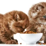 cara menjadi reseller makanan kucing