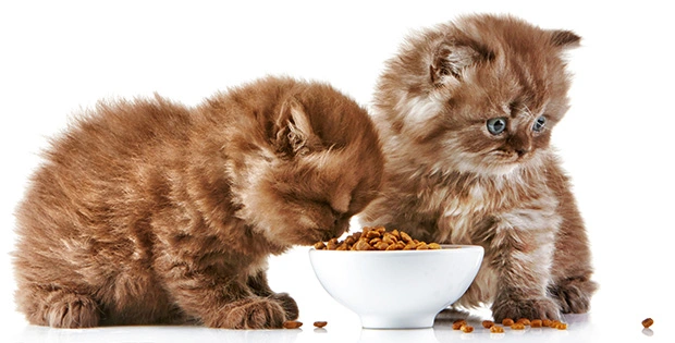 cara menjadi reseller makanan kucing